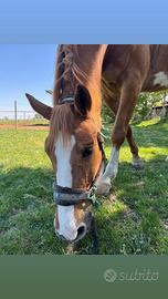 Cavallo