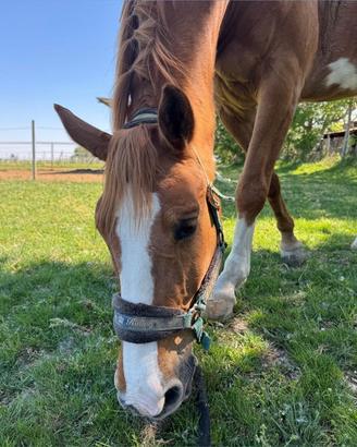 Cavallo