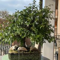 BONSAI biancospino