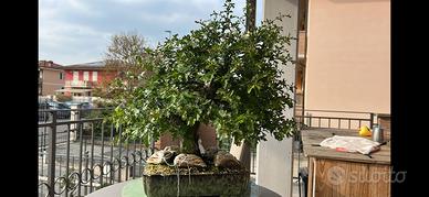 BONSAI biancospino