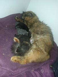 Gattini incrocio Persiano