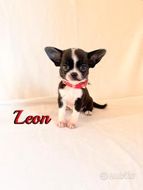 Chihuahua maschio con pedigree enci