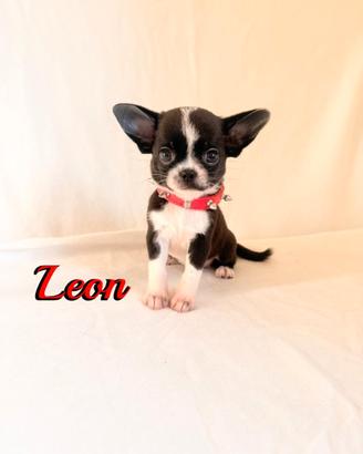 Chihuahua maschio con pedigree enci