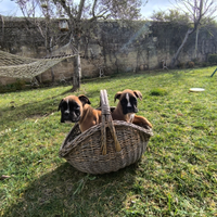 Cuccioli di boxer