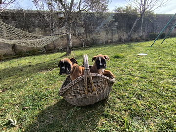 Cuccioli di boxer