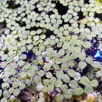 Salvinia, piante galleggianti acquario. Betta