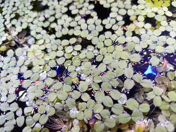 Salvinia, piante galleggianti acquario. Betta