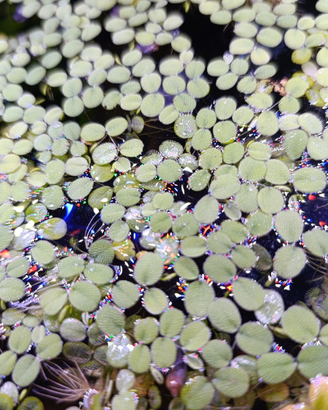 Salvinia, piante galleggianti acquario. Betta