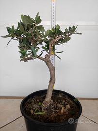 Ulivo prebonsai U27