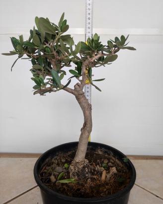 Ulivo prebonsai U27