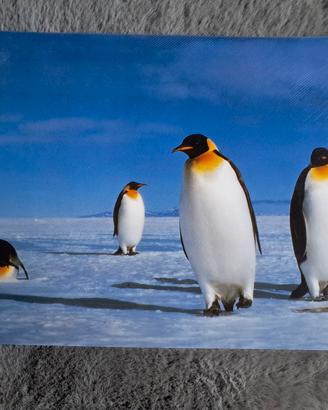 Sottopiatto Plastificato Pinguini Antartide