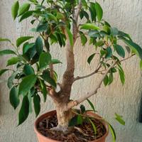ficus prebonsai