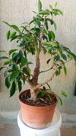 ficus prebonsai