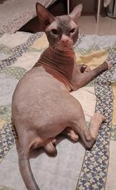 Gatto don sphynx 2 anni intero