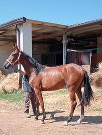 Puledra Sella Italiano 