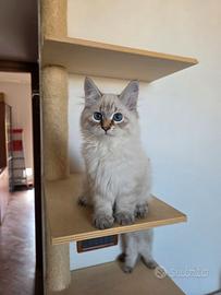 cuccioli gatto siberiano