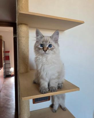 cuccioli gatto siberiano