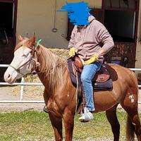 Cavalla Paint