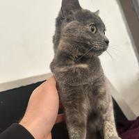Dolce gattina