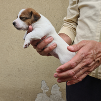 Jack Russell Terrier puri bellissimi