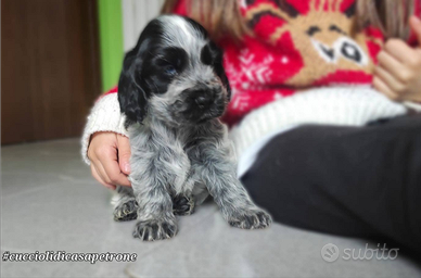 Cocker spaniel inglese enci enci