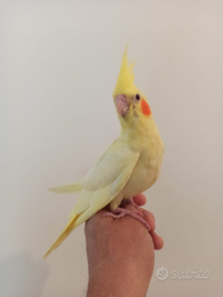 Calopsite allevata a mano