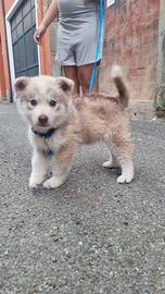 Akita