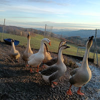 Oche cignoidi maschi