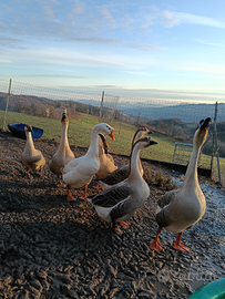 Oche cignoidi maschi