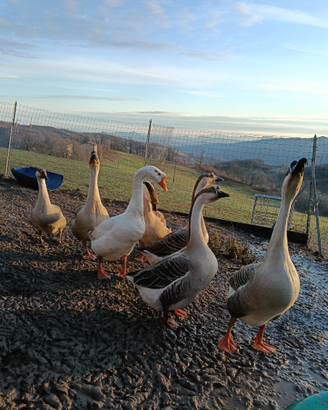 Oche cignoidi maschi