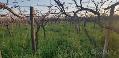 Terreno zona via Minervino