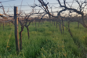 Terreno zona via Minervino