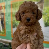 Cuccioli di barboncini fulvo