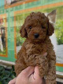 Cuccioli di barboncini fulvo