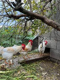 Galli galletti polli ruspanti