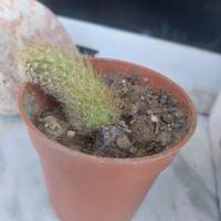 piante grasse e succulente