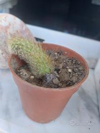 piante grasse e succulente