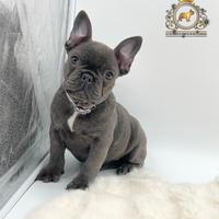 Esclusiva Principessina Bulldog Francese Total Blu