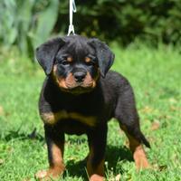 Cuccioli Rottweiler