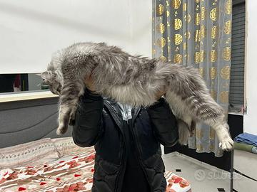 Maine Coon giganti XXL Giganti Garantiti