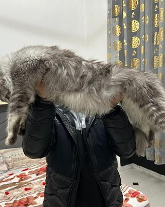 Maine Coon giganti XXL Giganti Garantiti