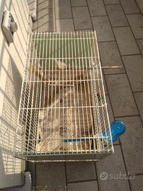 Gabbia e diamantino mandarino