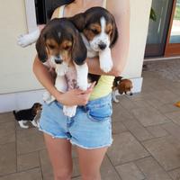 Cuccioli di Beagle