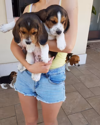 Cuccioli di Beagle