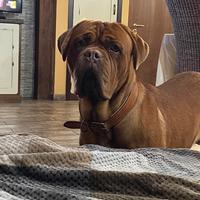 Dogo de bordeaux