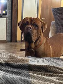 Dogo de bordeaux