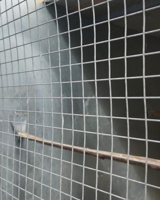 Pappagalli parrocchetti