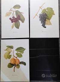 stampe botanica 