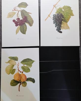 stampe botanica 