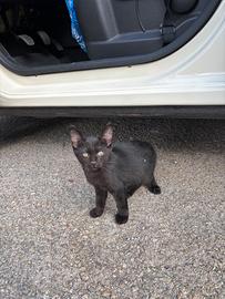 Gattino solo chiede amore e una famiglia